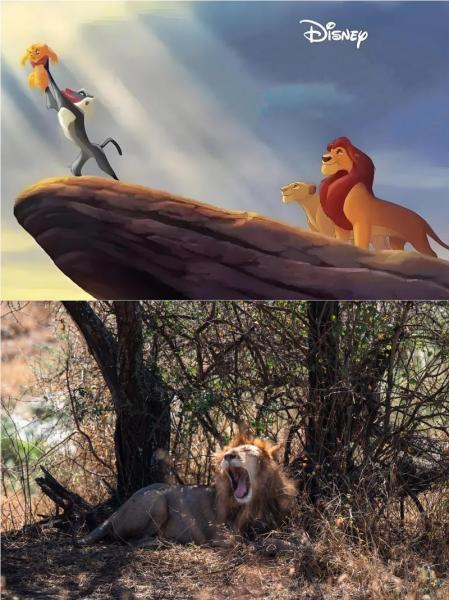 《科特迪瓦国家队：绿茵场上的雄狮，勇往直前！》